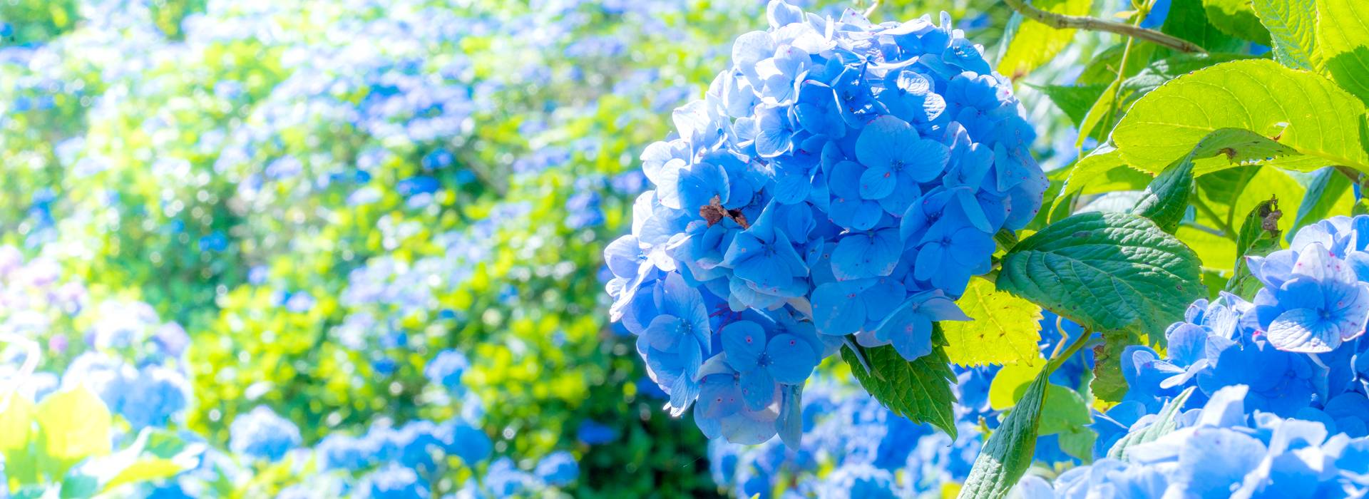 銀座クラブ「花詩集」
